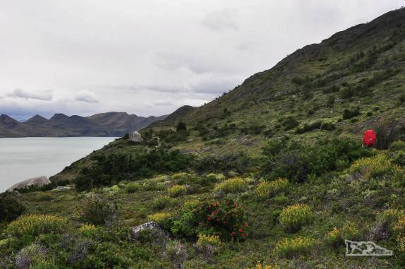 A caminho do acampamento Los Cuernos, enfrentando trilha em meio à vegetação densa, no Parque Nacional Torres del Paine, no sul do Chile